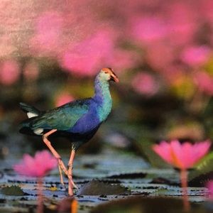 Meet your Posher, Lena